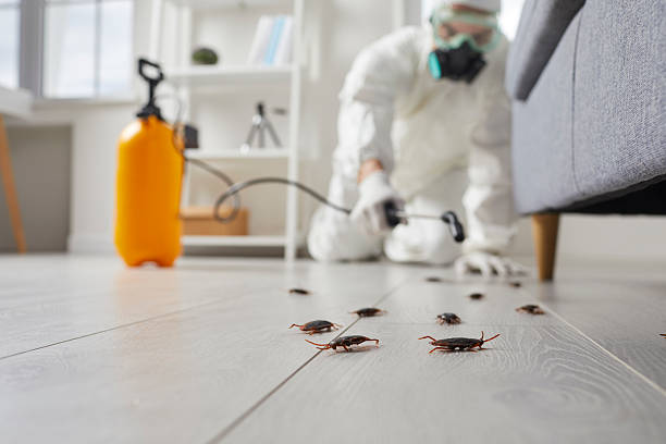 Commercial Rodent Management in La Honda